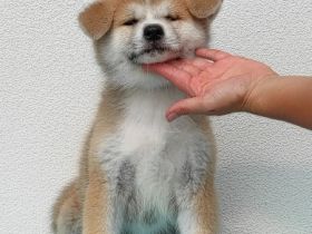 Am 26 .06.2022 hat unsere Hündin / ihre Eltern Japan