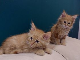 Hallo, In unserem kleinen Zucht sind 6 süße Kätzchen