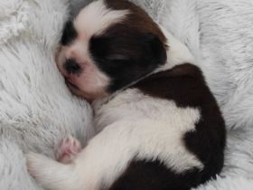 Unsere Hündin Kala (3 ,5 Jahre alt) hat am 05.08.2022