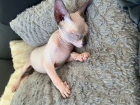 Ich biete sechs Canadian Sphynx Kitten zum Verkauf an,