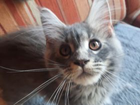 Hallo wir sind nun mittlerweile 15 Wochen alt und