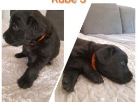 Moin aus Lübeck wir haben wunderschöne Labrador