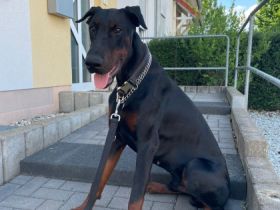 Hallo, schweren Herzens muss ich mich von meinem