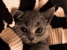 Pablo, Junger BKH Kater sucht ein neues Zuhause. Er ist