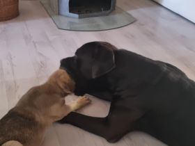 Wir bieten Ihnen noch zwei süße Welpen an ein Mädchen