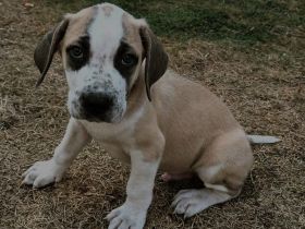 Meine Hündin hat am 27.06.2022 5 gesunde Welpen