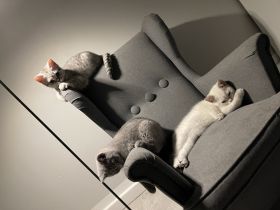 Die wunderschönen zuckersüßen verschmusten Kitten sind