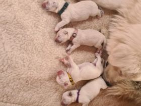 Slovenský Cuvac, Welpen