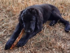 Nun ist nur noch 1 von 10 Welpen die ihr zuhause für
