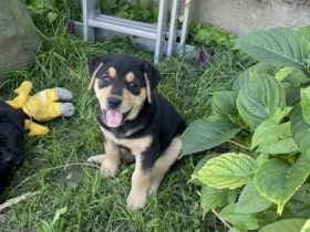 Unsere Hündin hat am 29.06.22 6 süße Babys zur Welt