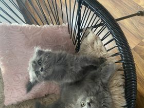 Unsere Nala hat 5 wunderschöne Babys Katzen bekommen es