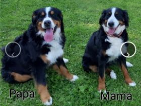 Wurfankündigung Unsere Pepper erwartet im September