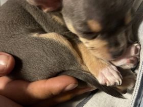 Hiermit biete ich noch 1 welpin und 1 Rüden zum Verkauf