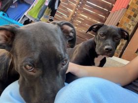Mein sehr liebe 2 Rüde suchen liebevolle Menschen bei