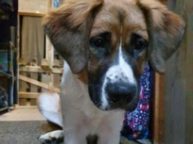 Cleo ist jetzt ein Jahr bei uns ,und wurde mit einem