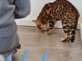 Wunderschöne reinrassige, verspielte, geimpfte,