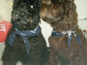 Max, 2 Labradoodle Rüden suchen liebevolles zuhause