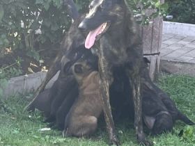 Hallo erstmal Meine X-Herder Hündin und X-Mechelaar