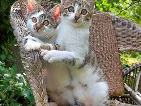 Unsere wunderschöne Filli (Bengalmix - Mutter: