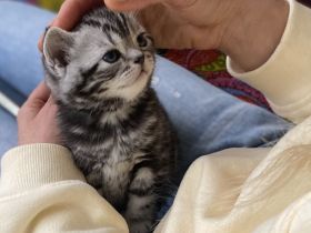 Britisch Kurzhaar Kitten zu verkaufen.... Fünf