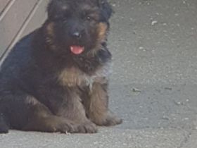 Ich bin Hobby Züchter im Verein für Deutsche