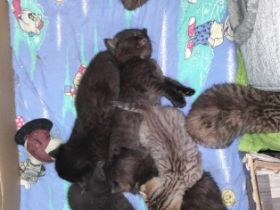 Hallo,unsere beiden Damen haben wunderschöne Kitten zur