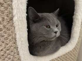 Ab sofort wundervolle Babys in der traumhaften Farbe