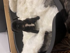 Französische Bulldogge, Welpen