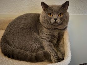 Blue Prince Arthus vom Hallgrund