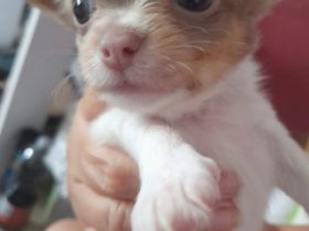 Ich suche für unsere kleine Maus ein schönes zu Hause.