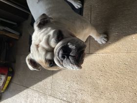 Luke ist ein Rüde - gechipt und geimpft ist sehr