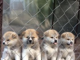 Gesunde, kräftige Akita-Inu Welpen sind bereit zu neuen