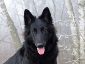 Die Welpen sind am 14.12.2022 geboren. Es sind auch