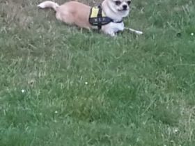 Murffy, Kleiner reinrassiger rüde knapp 1 Jahr alt