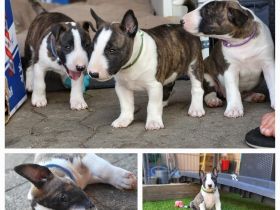 Achtung: aktuell sucht Fred Feuerstein noch! Am 07.07