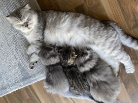 Am 25.06.22 drei wunderschöne Kätzchen zur Welt