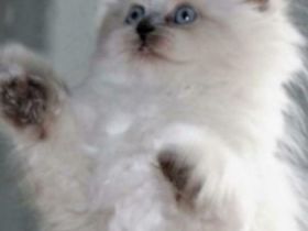 Hallo Katzenliebhaber, wir haben Nachwuchs. Die Kitten