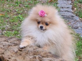 Wir sind ein kleiner Züchter von Zwergspitz. Wir haben