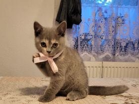 Unsere BKH Katze Kitty hat am 30.04.2022, 4 Babys an