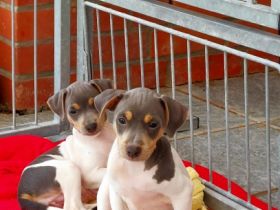 Traumhafte und äußerst vielversprechende Brasilianische