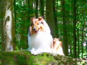 Fairytales Our Favorite "Baily"