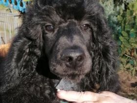 Großpudel von "Dream Vision"