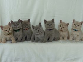 Aus unserem Hobbyzucht haben wir am 12. Juli 2022