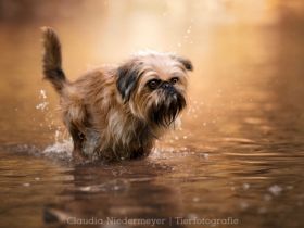 Wir erwarten Zwerggriffon Welpen. Mehr Infos finden Sie