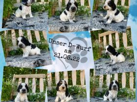 Cocker Spaniel, Welpen