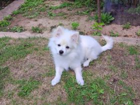 Wir möchten unsere kleinen Kleinspitz/Zwergspitz Welpen