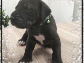 Wir haben Nachwuchs bekommen. Es sind reinrassige