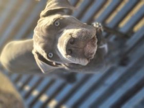 Fine og sunde hvalpe. Grå med lidt hvide aftegninger.