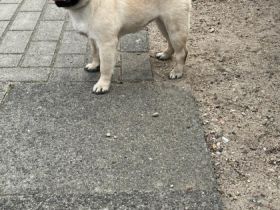 Zu verkaufen, 2 Mops Welpen, ein Rüde und eine Hündin.