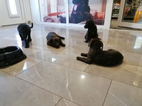 Wir geben unsere zu zuckersüßen Welpen ab, entwurmt und